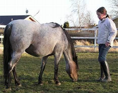 Welsh Pony af Cob-type (sec C) Bjerregårds Paulowa - Mig og Paulowa hygger billede 7