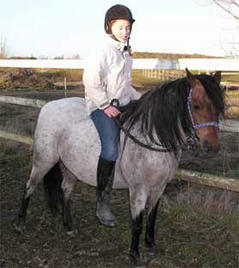 Welsh Pony af Cob-type (sec C) Bjerregårds Paulowa - her er jeg så på lille Paulowa billede 8