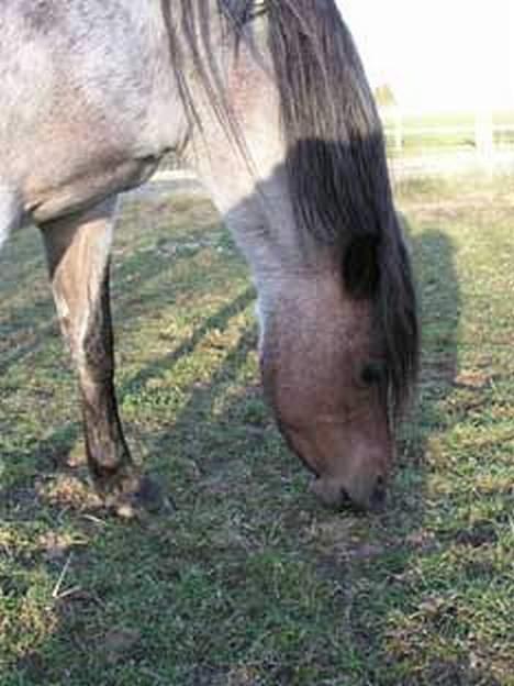Welsh Pony af Cob-type (sec C) Bjerregårds Paulowa - ummmm.....græs billede 10