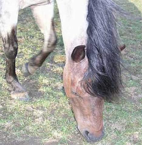 Welsh Pony af Cob-type (sec C) Bjerregårds Paulowa - nammmm mer græs billede 11