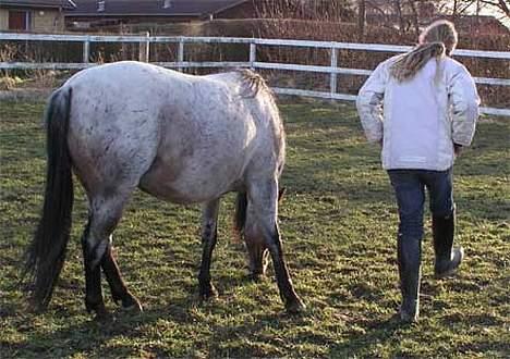 Welsh Pony af Cob-type (sec C) Bjerregårds Paulowa - løft så det ben Paulowa!!! billede 12