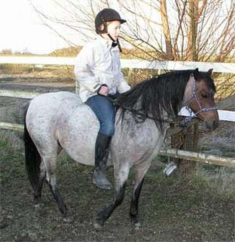 Welsh Pony af Cob-type (sec C) Bjerregårds Paulowa - igen igen billede 13