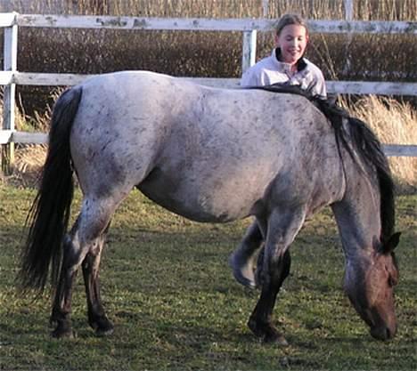 Welsh Pony af Cob-type (sec C) Bjerregårds Paulowa billede 14