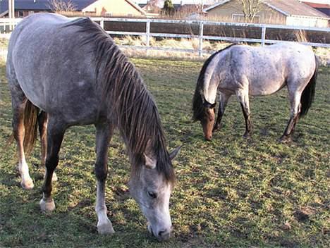 Welsh Pony af Cob-type (sec C) Bjerregårds Paulowa - to duller på en fold billede 15