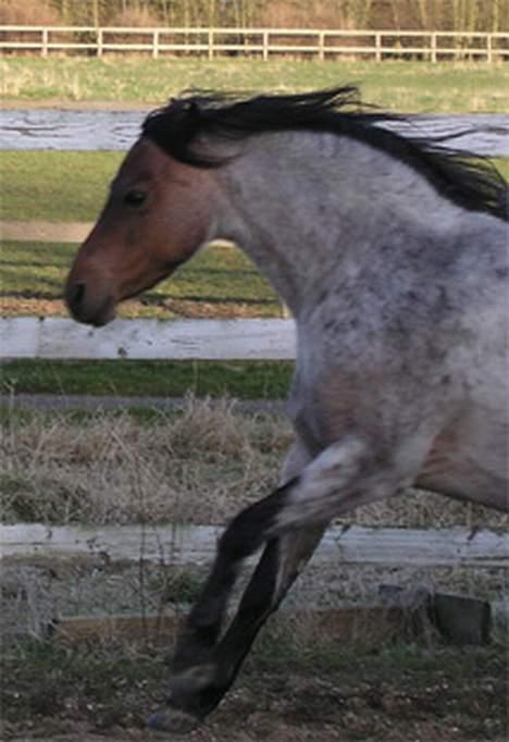 Welsh Pony af Cob-type (sec C) Bjerregårds Paulowa billede 16