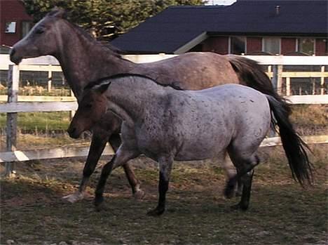 Welsh Pony af Cob-type (sec C) Bjerregårds Paulowa - to trav billede 18