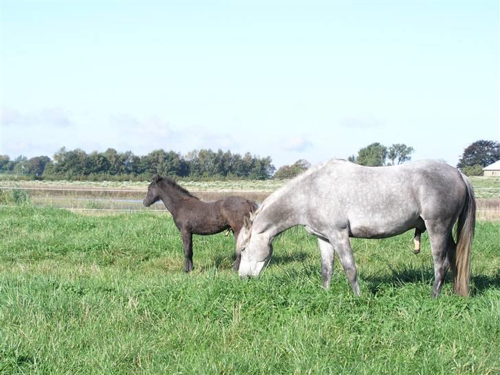 Arabisk fuldblod (OX) Fangio - Fangio og Charlie hygger og slapper af... billede 9