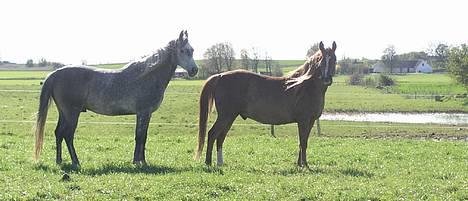 Arabisk fuldblod (OX) Fangio billede 10