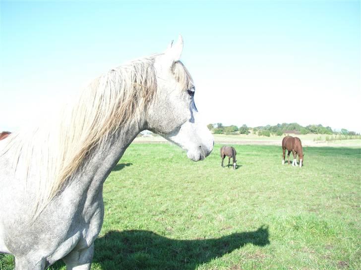 Arabisk fuldblod (OX) Fangio billede 12