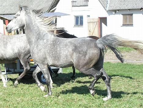 Arabisk fuldblod (OX) Fangio billede 14