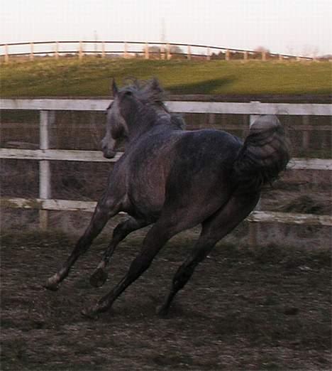 Arabisk fuldblod (OX) Fangio billede 15