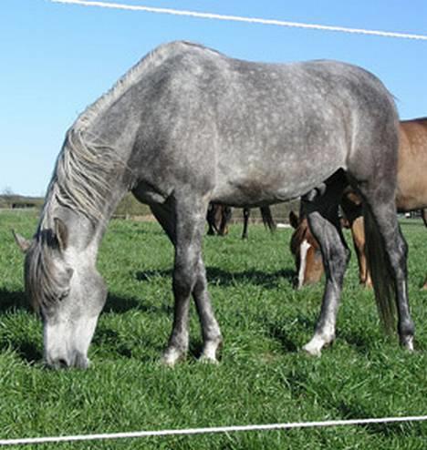 Arabisk fuldblod (OX) Fangio billede 16