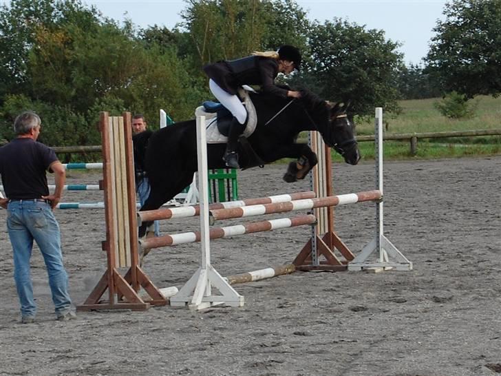 New Forest Zander Kjærgaard - SOLGT! - Zan´der Kjærgaard<3! billede 13