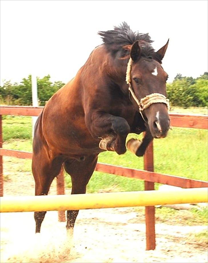 New Forest Zander Kjærgaard - SOLGT! - Du er jo .... ?   savnet!!! billede 14