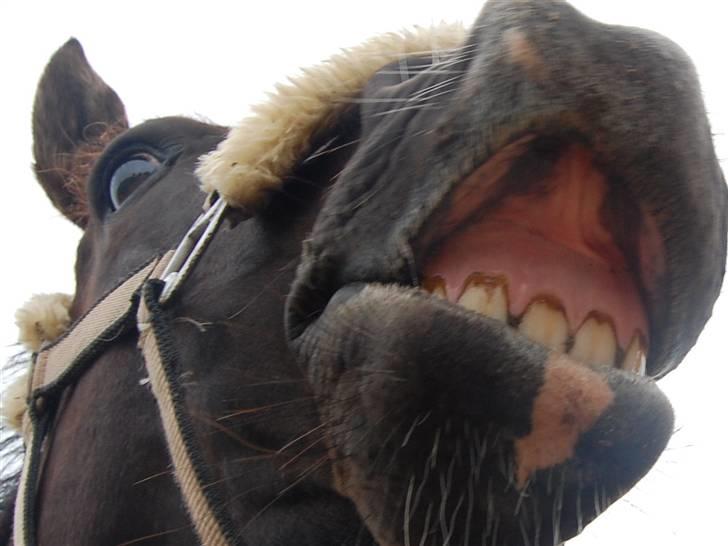 New Forest Zander Kjærgaard - SOLGT! - Smil! billede 17