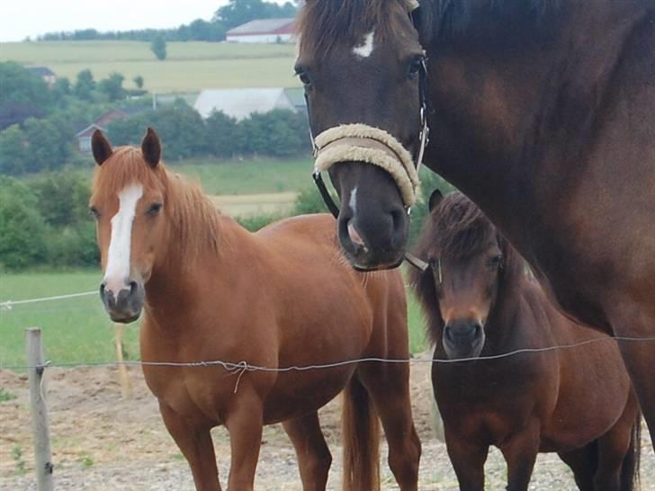 New Forest Zander Kjærgaard - SOLGT! - "familiebillede"  Zan´der Kjærgaard, Mikkie R.I.p og Dixie R.I.P<3! billede 18