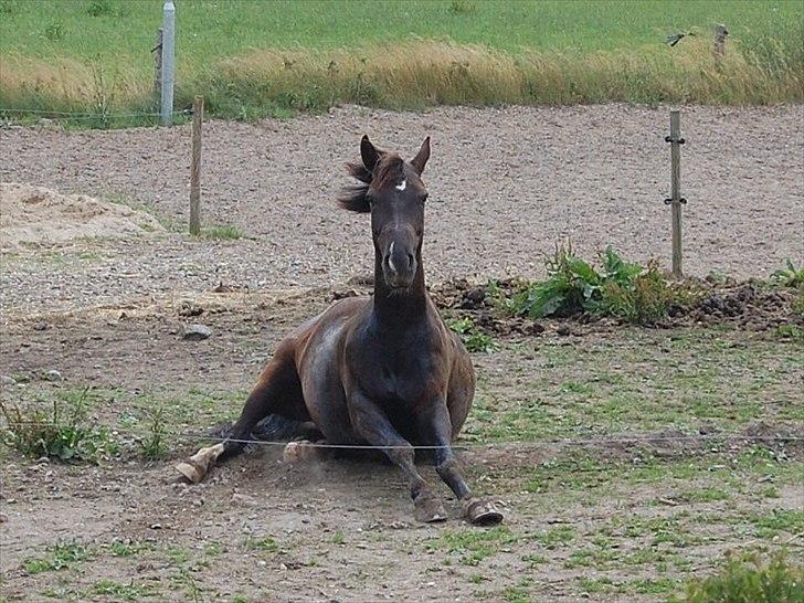New Forest Zander Kjærgaard - SOLGT! - Elsker faktisk det billede<3  billede 20