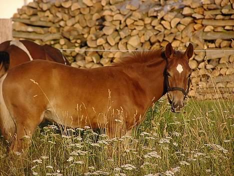 Anden særlig race Karim billede 1