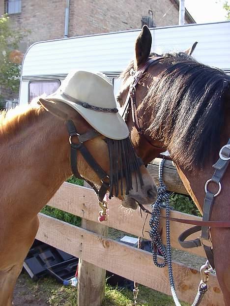 Anden særlig race Karim billede 3