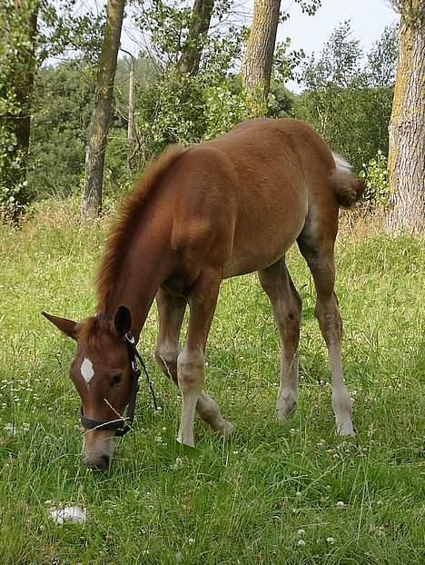 Anden særlig race Karim billede 4