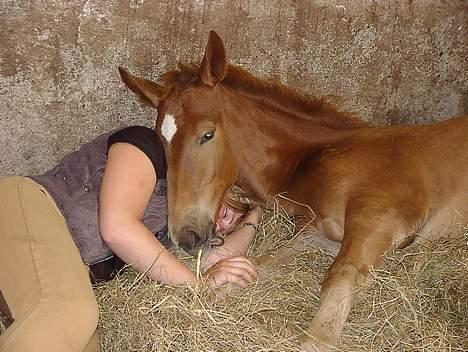 Anden særlig race Karim billede 5