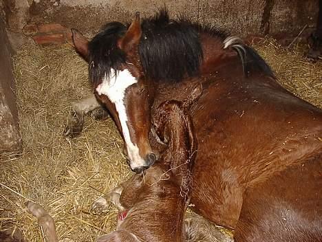 Anden særlig race Karim billede 6