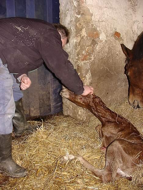 Anden særlig race Karim billede 7