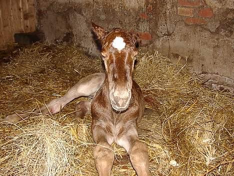 Anden særlig race Karim billede 8