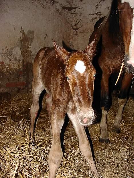 Anden særlig race Karim billede 9
