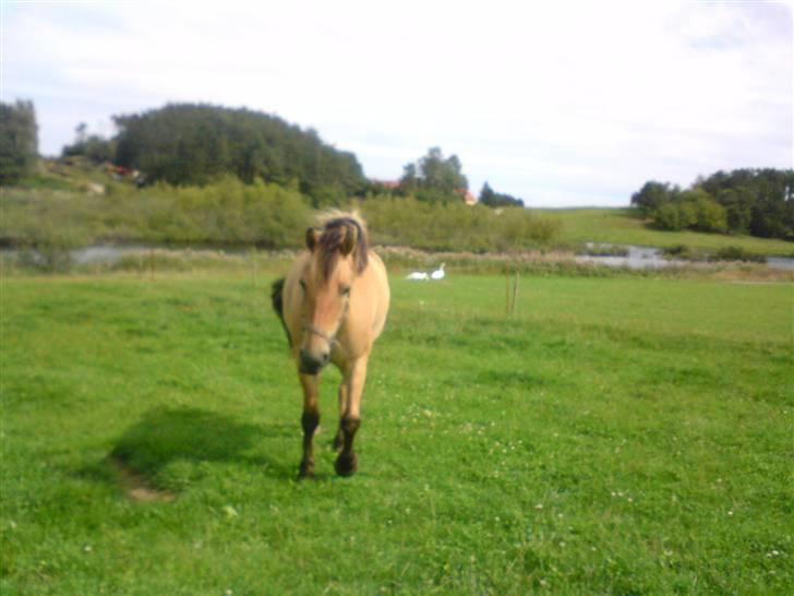 Anden særlig race lukas billede 15