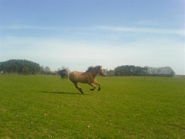 Anden særlig race lukas billede 16