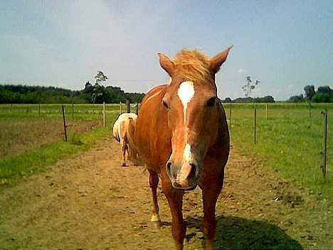 Anden særlig race Donna (SOLGT) ;( - donna i sommer´s  :D billede 16