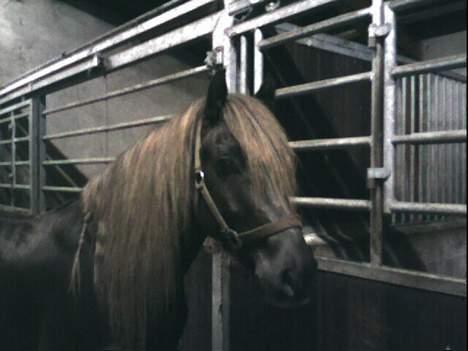 Welsh Cob (sec D) Låddenhøjs Django - Django i stalden, taget med mobil billede 19