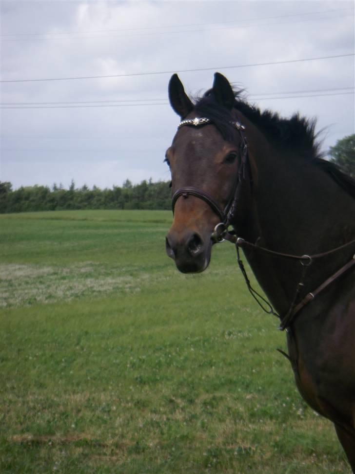 Tysk Oldenburger Leonardo 381 billede 6