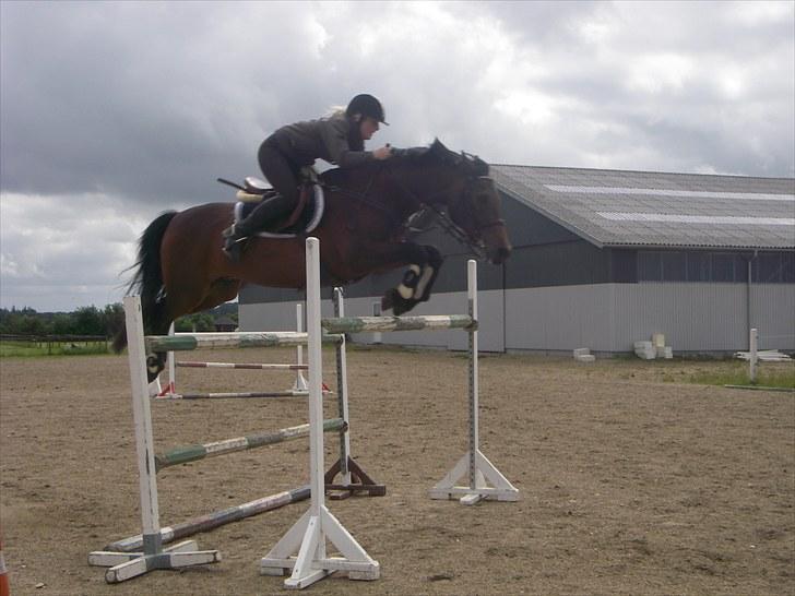 Tysk Oldenburger Leonardo 381 billede 7