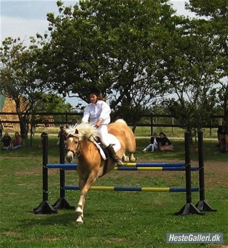 Tyroler Haflinger Kiwi  Elghuset  - Haflingermesterskaberne på Stutteri Nordan, her i en LA spring - 2. plads..  billede 2