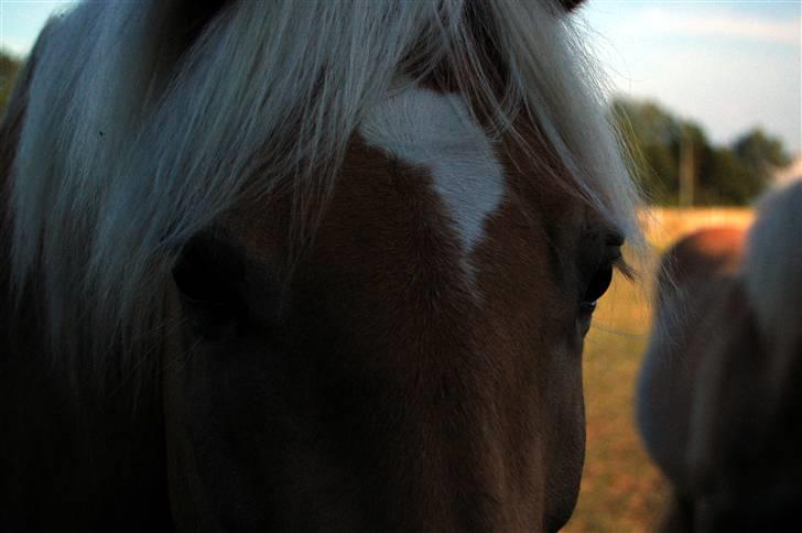 Tyroler Haflinger Kiwi  Elghuset  - D.06.07.09 billede 3
