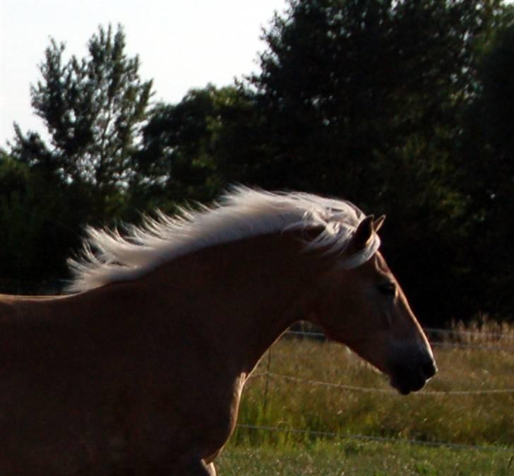 Tyroler Haflinger Kiwi  Elghuset  - D.06.07.09 billede 4