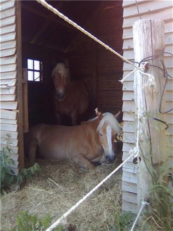 Tyroler Haflinger Kiwi  Elghuset  - Kiwi og Anton billede 5