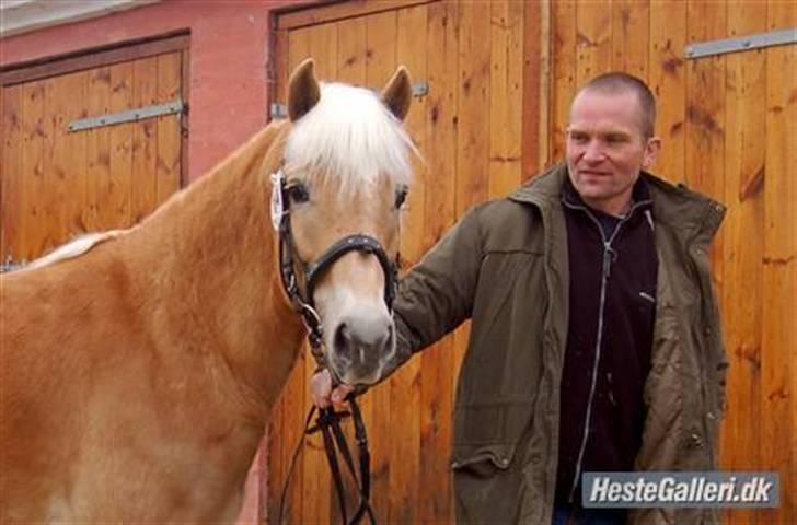 Tyroler Haflinger Kiwi  Elghuset  - Kåring i HAD år 2008 - 2.A med en 2. plads. billede 6