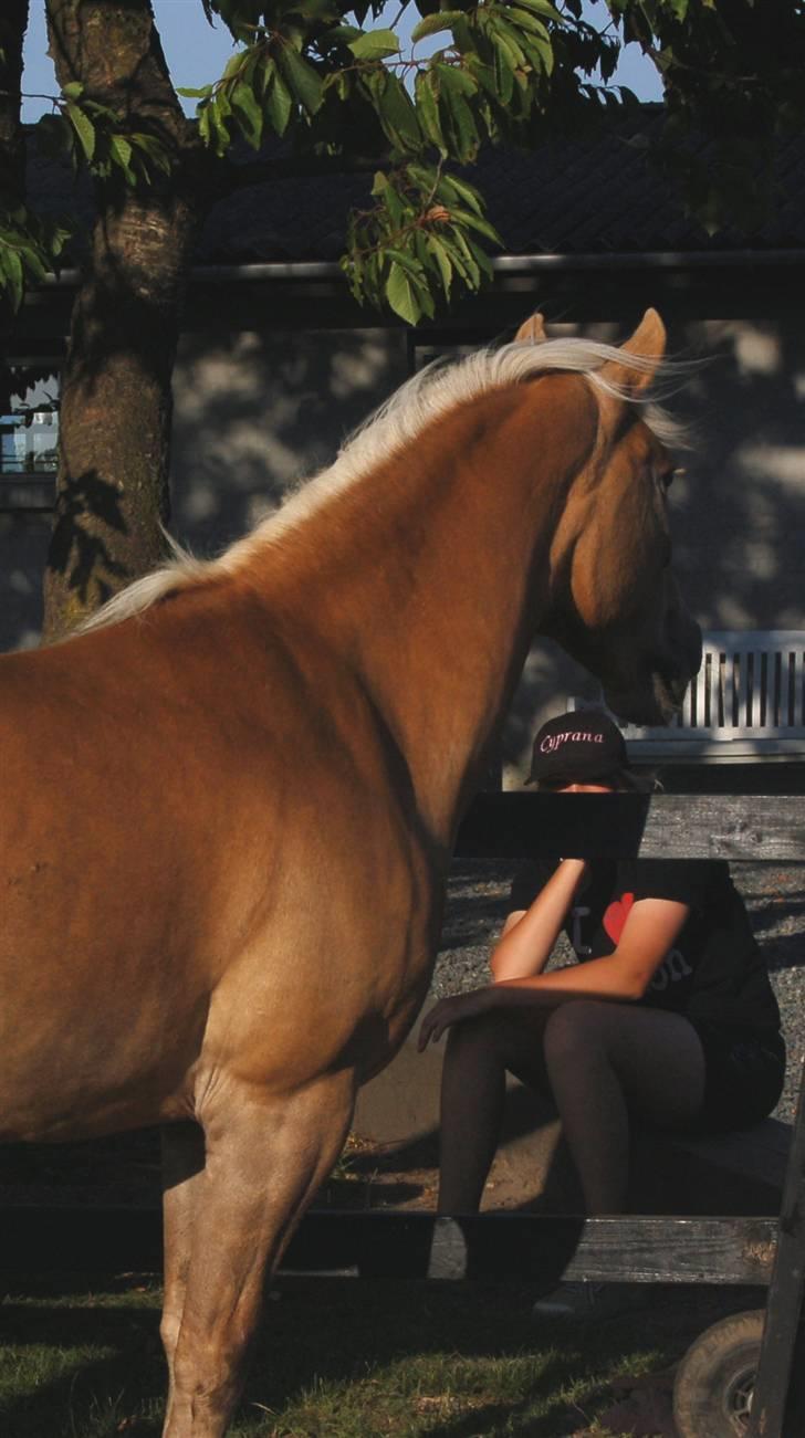 Tyroler Haflinger Kiwi  Elghuset  - Haflingermesterskaberne på Stutteri Nordan  billede 9