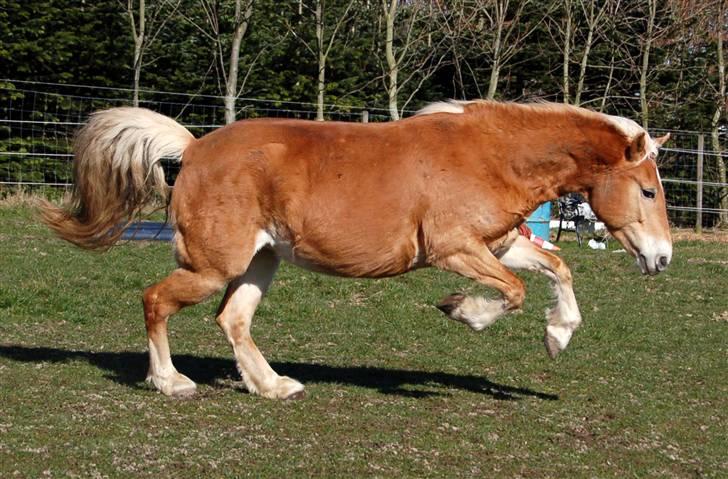 Tyroler Haflinger Kiwi  Elghuset  billede 10