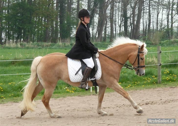 Tyroler Haflinger Kiwi  Elghuset  - D.5.6.08 - Elghusets ridestævne - LC2 m. galop - 67 % - Foto: Katja billede 11