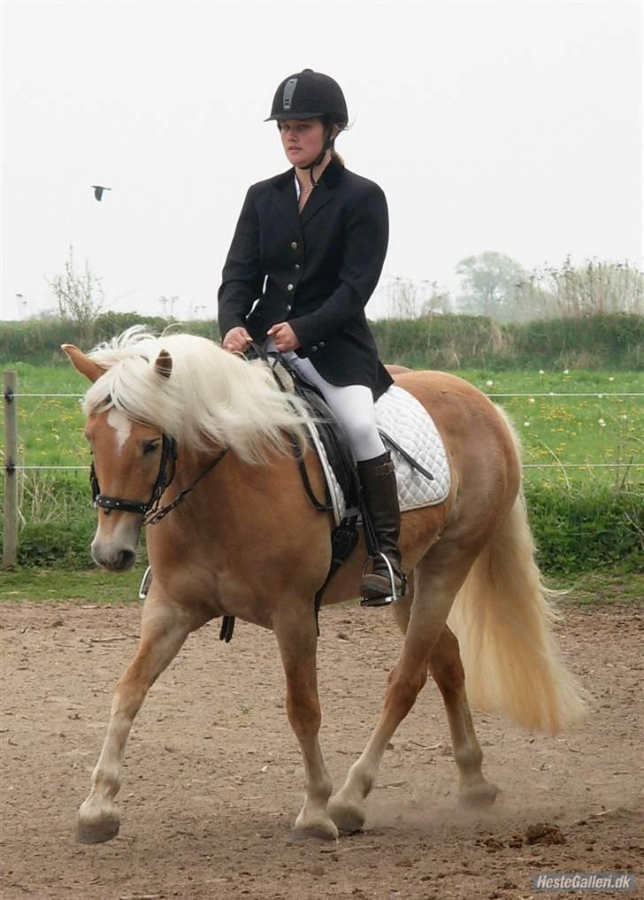 Tyroler Haflinger Kiwi  Elghuset  - D.5.6.08 - Elghusets ridestævne - LC2 m. galop - 67 % - Foto: Katja  billede 12