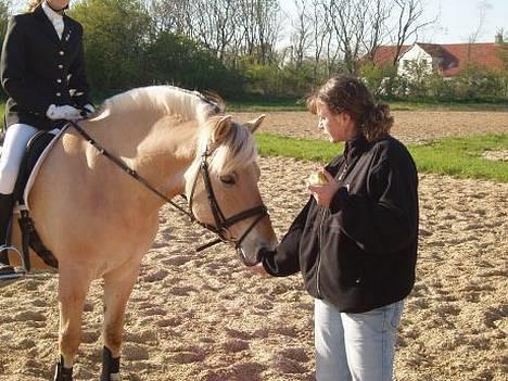 Fjordhest Nord Rud  - Hjallerup 2007..  billede 19