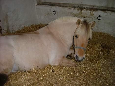 Fjordhest Nord Rud  - Godnat billede 20