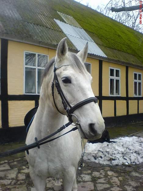 Anden særlig race Cisco - Cisco<3 billede 1