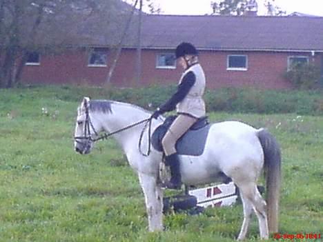 Anden særlig race Cisco - Vi træner lidt dressur.. billede 3