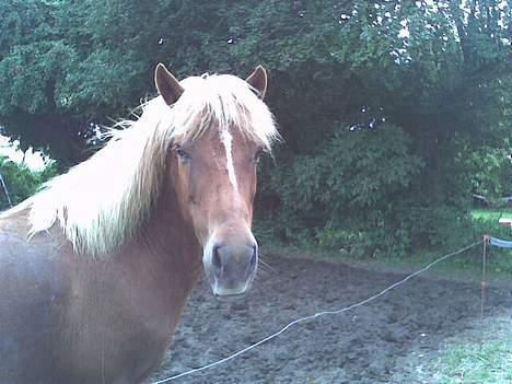 Islænder Tritla - Så Smuk Med Ørene Fremme :D billede 12
