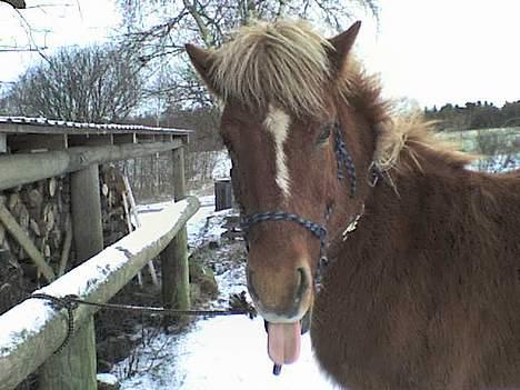 Islænder Tritla - Se Li Min Fine Tunge ;) billede 13